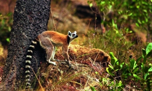 Séjour Madagascar  : «Merveilles Malgaches»
